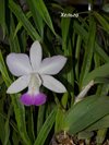 Cattleya walkeriana tipo